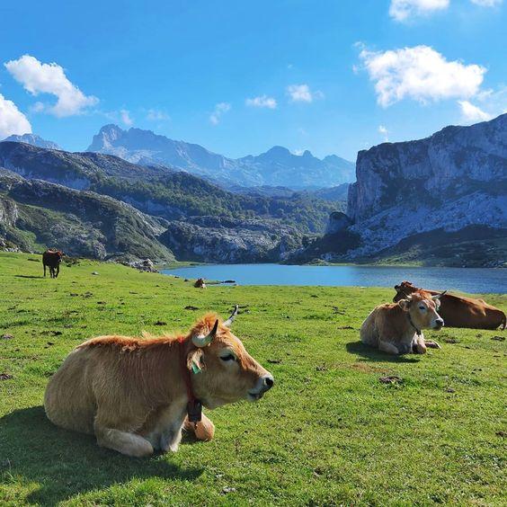 Paraje de los Lagos de Covadonga. Fuente: Pinterest