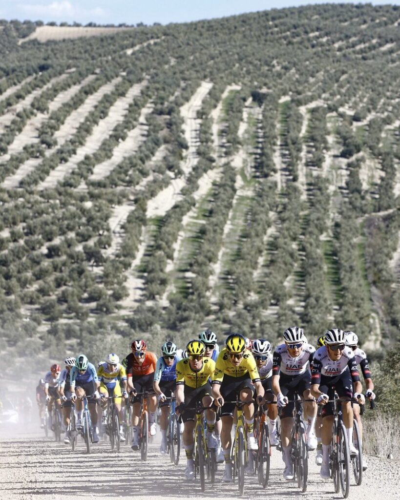 El pelotón, encabezado por el UAE, atravesando un camino de olivo de Jaén. Fuente: @SprintCycling